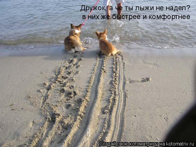 Дружок, а че ты лыжи не надел? в них же быстрее и комфортнее... Котоматрица: Дружок, а че ты лыжи не надел? в них же быстрее и комфортнее