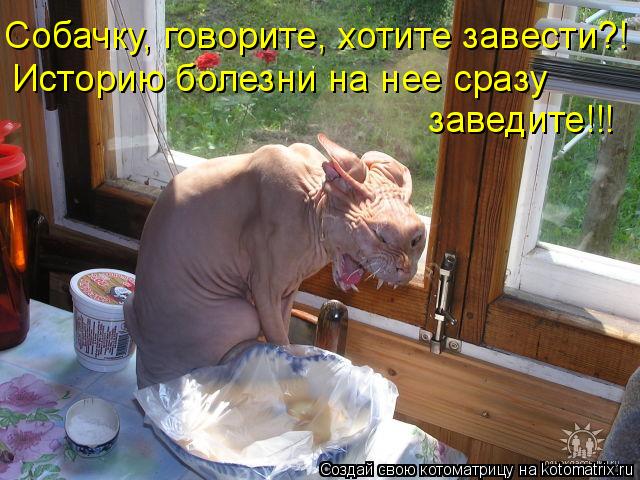 Собачку, говорите, хотите завести?! Историю болезни на нее сразу заведите!!!... Котоматрица: Собачку, говорите, хотите завести?! Историю болезни на нее сразу заведите!!!