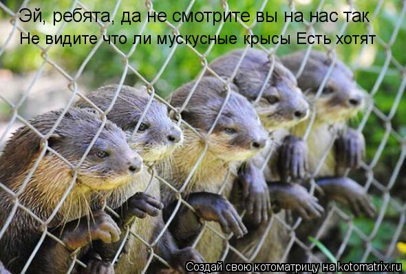 Эй, ребята, да не смотрите вы на нас так Не видите что ли мускусные крысы Есть хотят... Котоматрица: Эй, ребята, да не смотрите вы на нас так Не видите что ли мускусные крысы Есть хотят