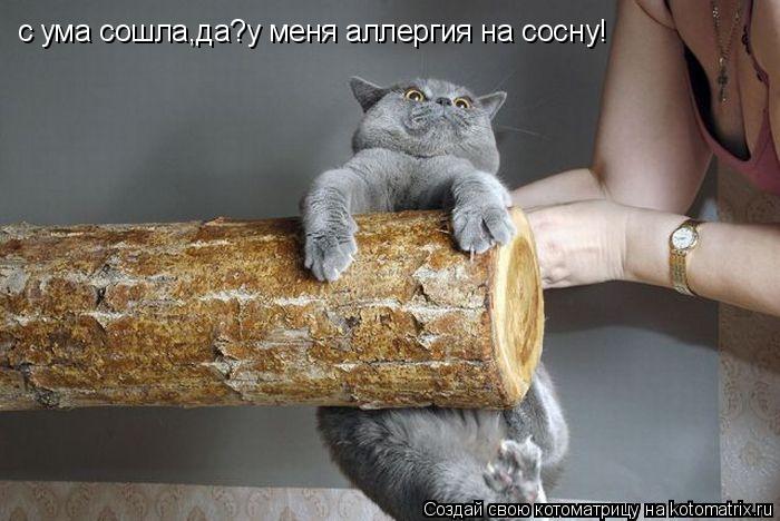 с ума сошла,да?у меня аллергия на сосну!... Котоматрица: с ума сошла,да?у меня аллергия на сосну!