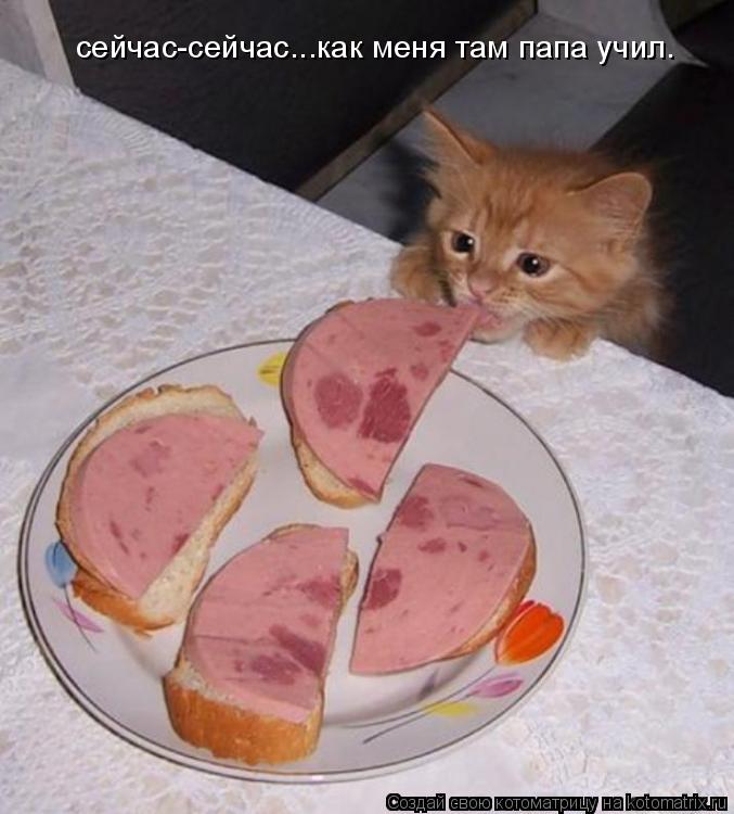 сейчас-сейчас...как меня там папа учил.... Котоматрица: сейчас-сейчас...как меня там папа учил.