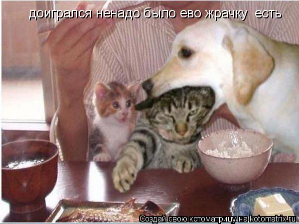 доигрался ненадо было ево жрачку есть... Котоматрица: доигрался ненадо было ево жрачку есть