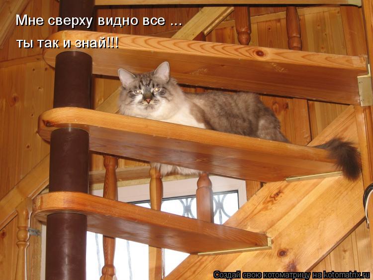 Мне сверху видно все ... ты так и знай!!!... Котоматрица: Мне сверху видно все ... ты так и знай!!!