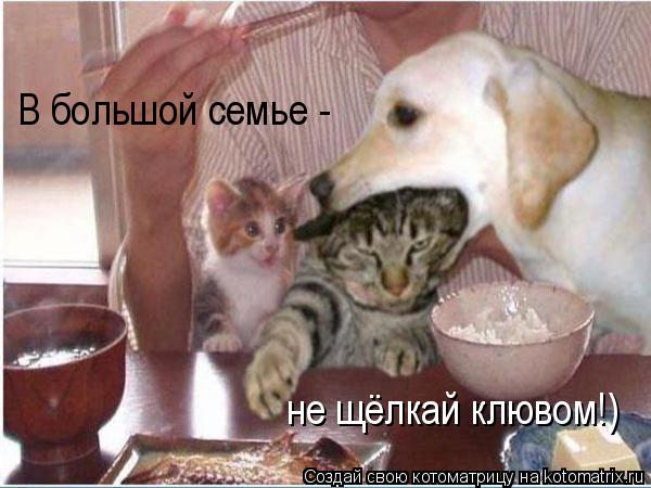 В большой семье - не щёлкай клювом!)... Котоматрица: В большой семье - не щёлкай клювом!)