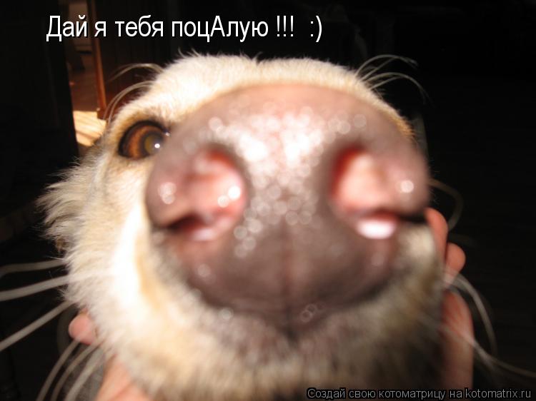 Дай я тебя поцАлую !!! :)... Котоматрица: Дай я тебя поцАлую !!! :)