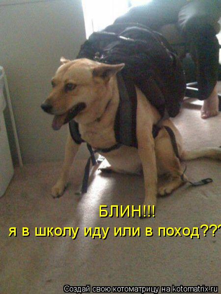 я в школу иду или в поход??? БЛИН!!!... Котоматрица: я в школу иду или в поход??? БЛИН!!!