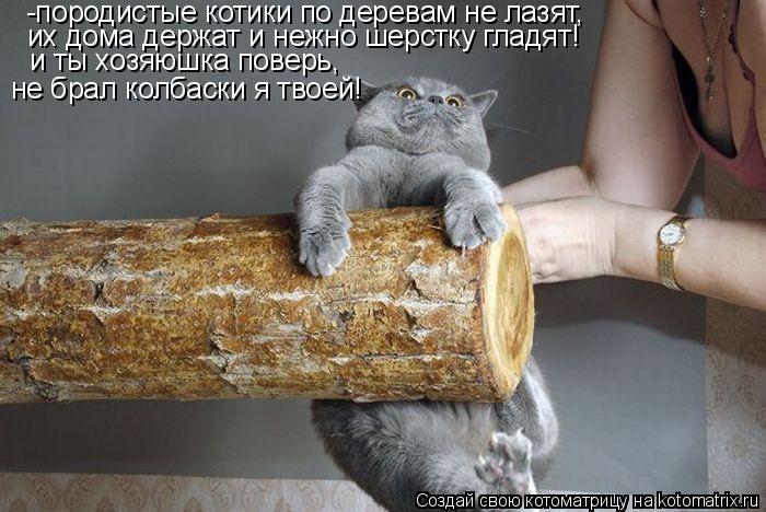 -породистые котики по деревам не лазят, их дома держат и нежно шерстку гладят! и ты хозяюшка поверь, ... Котоматрица: -породистые котики по деревам не лазят, их дома держат и нежно шерстку гладят! и ты хозяюшка поверь, не брал колбаски я твоей!