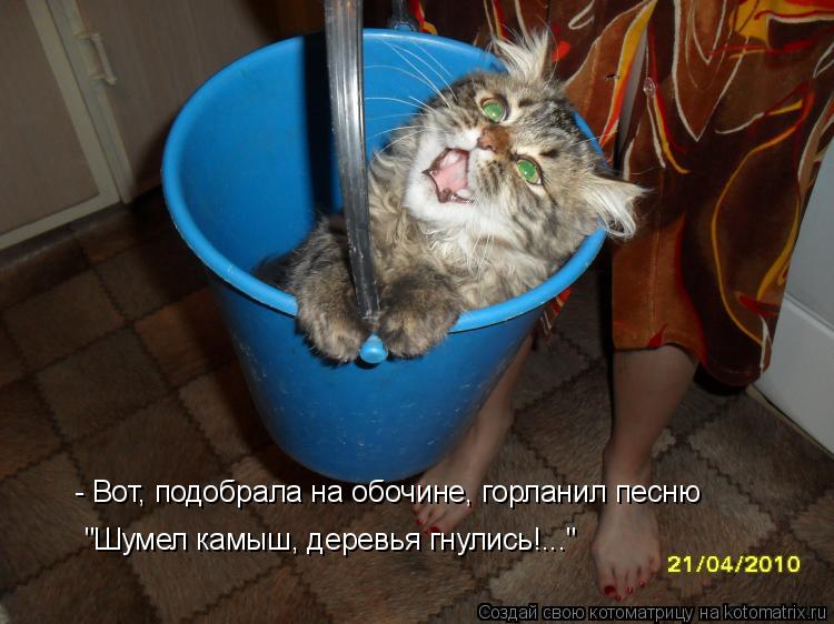 - Вот, подобрала на обочине, горланил песню "Шумел камыш, деревья гнулись!..."... Котоматрица: - Вот, подобрала на обочине, горланил песню "Шумел камыш, деревья гнулись!..."