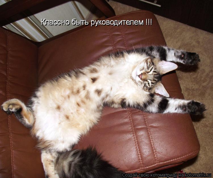 Классно быть руководителем !!! Классно быть руководителем !!!... Котоматрица: Классно быть руководителем !!! Классно быть руководителем !!!