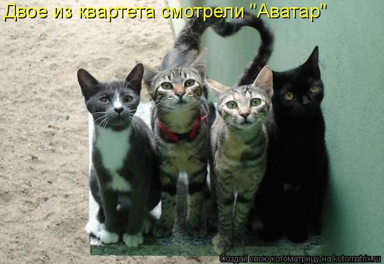 Двое из квартета смотрели "Аватар"... Котоматрица: Двое из квартета смотрели "Аватар"