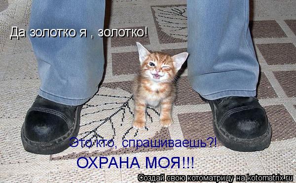 Да золотко я , золотко! Это кто, спрашиваешь?! ОХРАНА МОЯ!!!... Котоматрица: Да золотко я , золотко! Это кто, спрашиваешь?! ОХРАНА МОЯ!!!