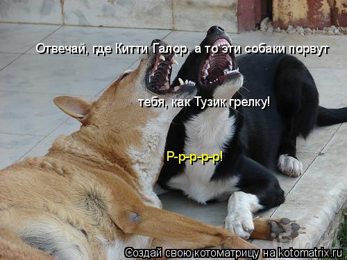 Отвечай, где Китти Галор, а то эти собаки порвут тебя, как Тузик грелку! Р-р-р-р-р!... Котоматрица: Отвечай, где Китти Галор, а то эти собаки порвут тебя, как Тузик грелку! Р-р-р-р-р!