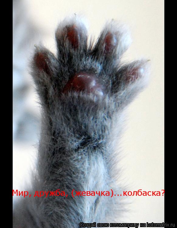 Мир, дружба, (жевачка)...колбаска?... Котоматрица: Мир, дружба, (жевачка)...колбаска?