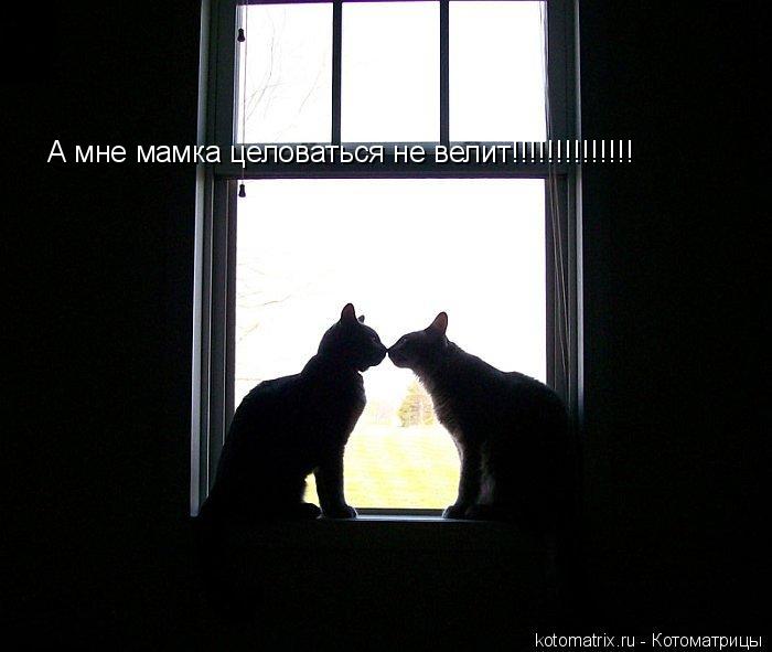 А мне мамка целоваться не велит!!!!!!!!!!!!!!... Котоматрица: А мне мамка целоваться не велит!!!!!!!!!!!!!!