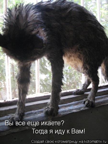 Котоматрица: Вы все еще икаете? Тогда я иду к Вам!