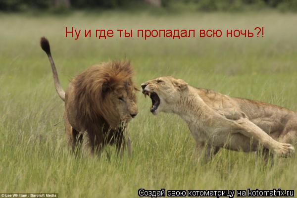 Ну и где ты пропадал всю ночь?!... Котоматрица: Ну и где ты пропадал всю ночь?!