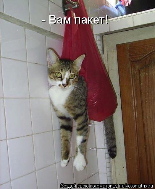 Котоматрица: - Вам пакет!