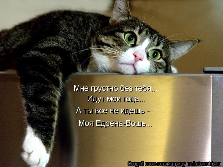 Мне грустно без тебя... Идут мои года... А ты все не идешь - Моя Едрёна-Вошь...... Котоматрица: Мне грустно без тебя... Идут мои года... А ты все не идешь - Моя Едрёна-Вошь...