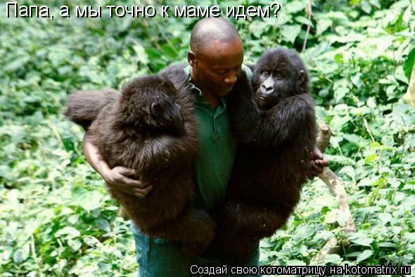 Котоматрица: Папа, а мы точно к маме идем?