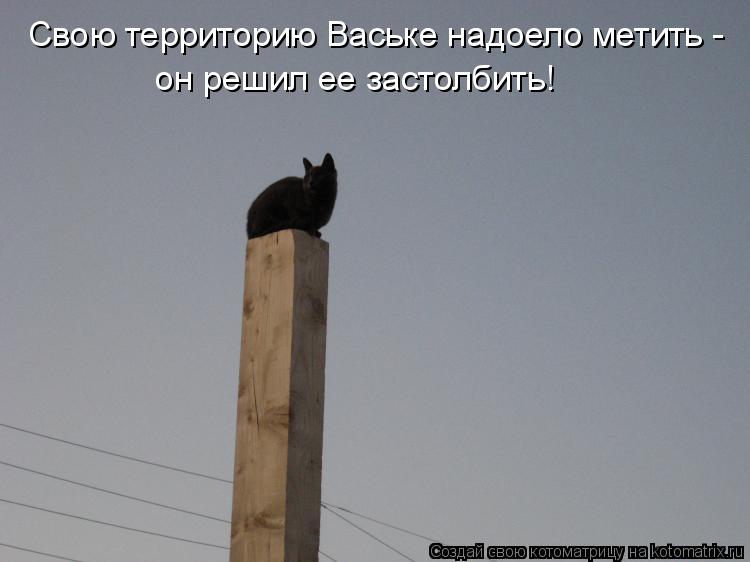 Котоматрица: Свою территорию Ваське надоело метить - он решил ее застолбить!