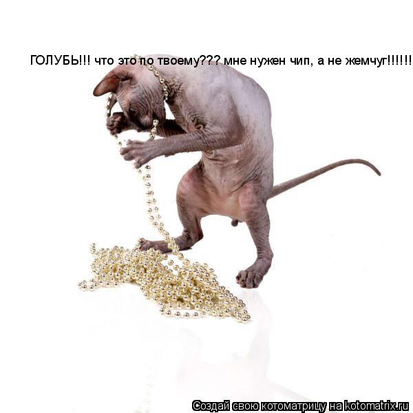 Котоматрица: ГОЛУБЬ!!! что это по твоему??? мне нужен чип, а не жемчуг!!!!!!