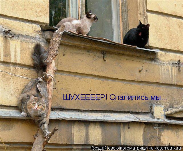 Котоматрица: ШУХЕЕЕЕР! Спалились мы...