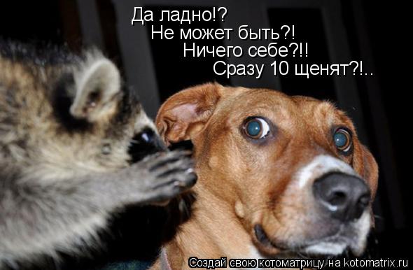 Котоматрица: Да ладно!? Не может быть?! Ничего себе?!! Сразу 10 щенят?!..