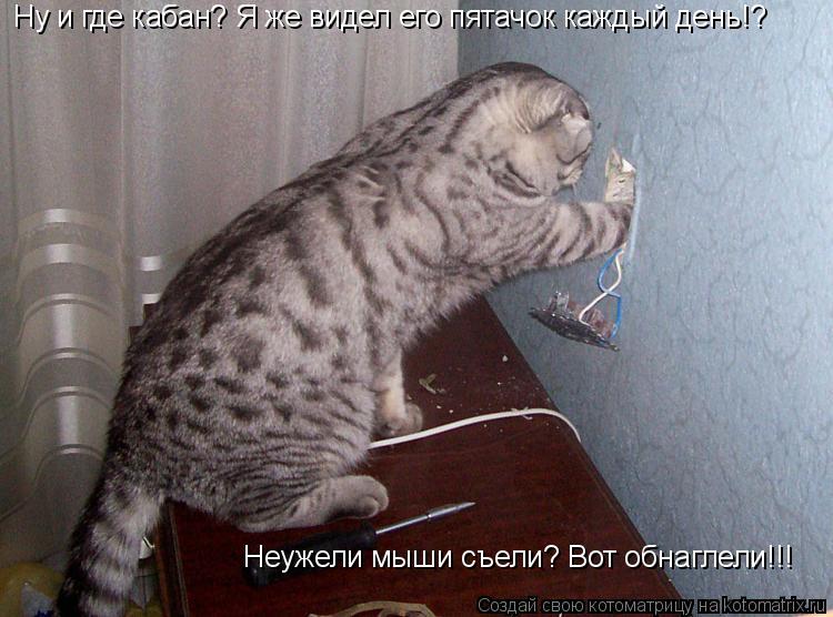 Котоматрица: Ну и где кабан? Я же видел его пятачок каждый день!? Неужели мыши съели? Вот обнаглели!!!