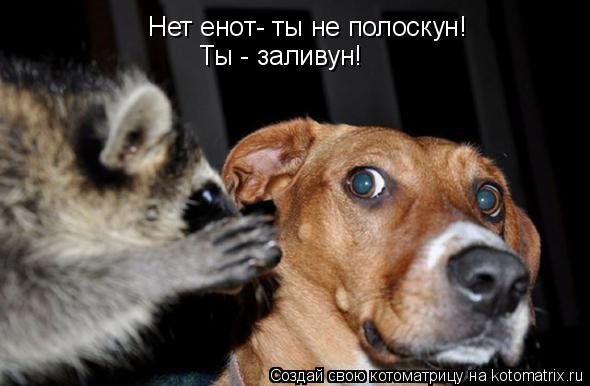 Котоматрица: Нет енот- ты не полоскун! Ты - заливун!