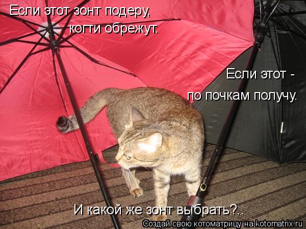 Котоматрица: Если этот зонт подеру,  Если этот -  по почкам получу. И какой же зонт выбрать?.. когти обрежут.