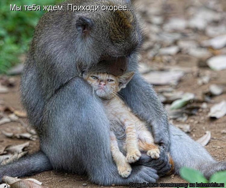 Котоматрица: Мы тебя ждем. Приходи скорее...