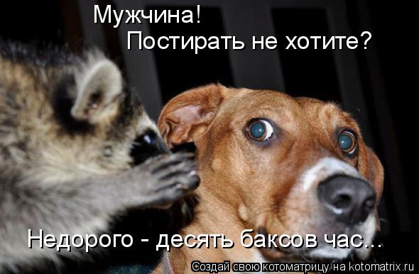 Мужчина! Постирать не хотите? Недорого - десять баксов час...... Котоматрица: Мужчина! Постирать не хотите? Недорого - десять баксов час...