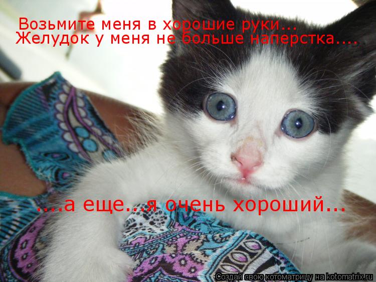 Котоматрица: Возьмите меня в хорошие руки... Желудок у меня не больше наперстка.... ....а еще...я очень хороший...