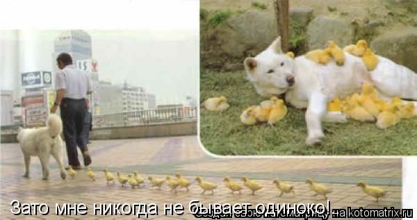 Котоматрица: Зато мне никогда не бывает одиноко!..