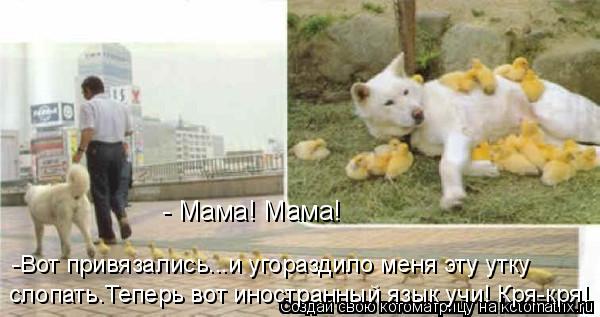 - Мама! Мама! -Вот привязались...и угораздило меня эту утку слопать.Теперь вот иностранный язык учи... Котоматрица: - Мама! Мама! -Вот привязались...и угораздило меня эту утку слопать.Теперь вот иностранный язык учи! Кря-кря!