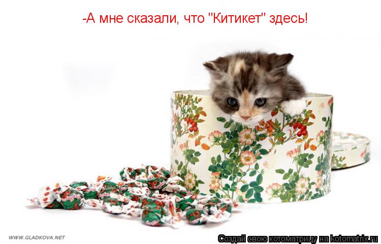 -А мне сказали, что "Китикет" здесь!... Котоматрица: -А мне сказали, что "Китикет" здесь!