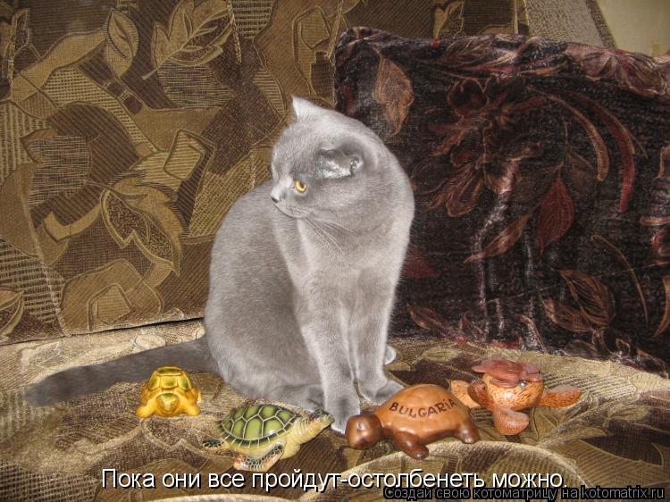 Котоматрица: Пока они все пройдут-остолбенеть можно.