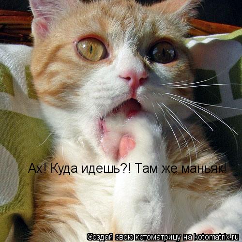 Котоматрица: Ах! Куда идешь?! Там же маньяк!
