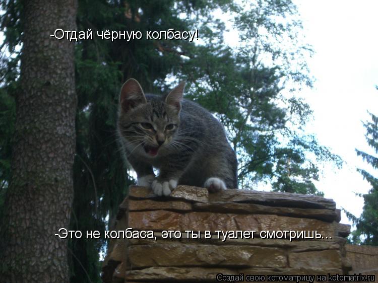 Котоматрица: -Отдай чёрную колбасу! -Это не колбаса, это ты в туалет смотришь...