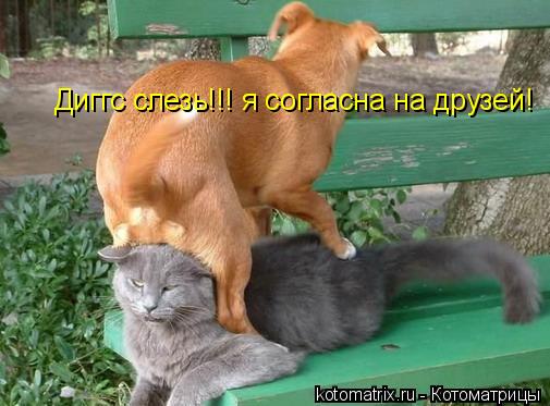 Котоматрица: Диггс слезь!!! я согласна на друзей!