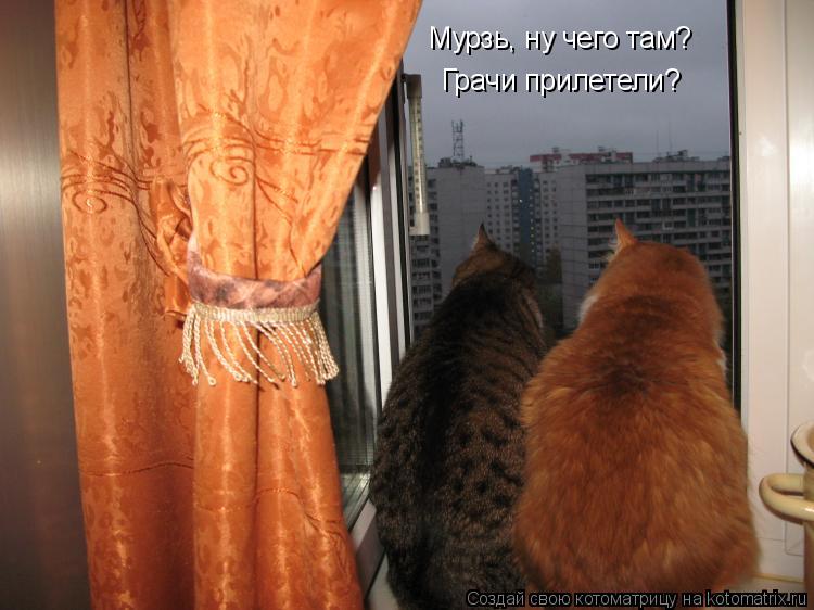 Котоматрица: Мурзь, ну чего там? Грачи прилетели?