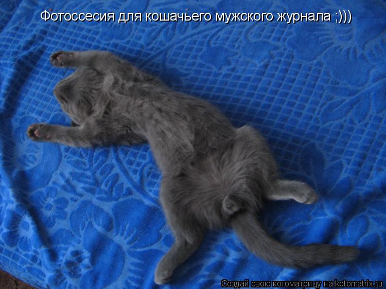 Котоматрица: Фотоссесия для кошачьего мужского журнала ;)))