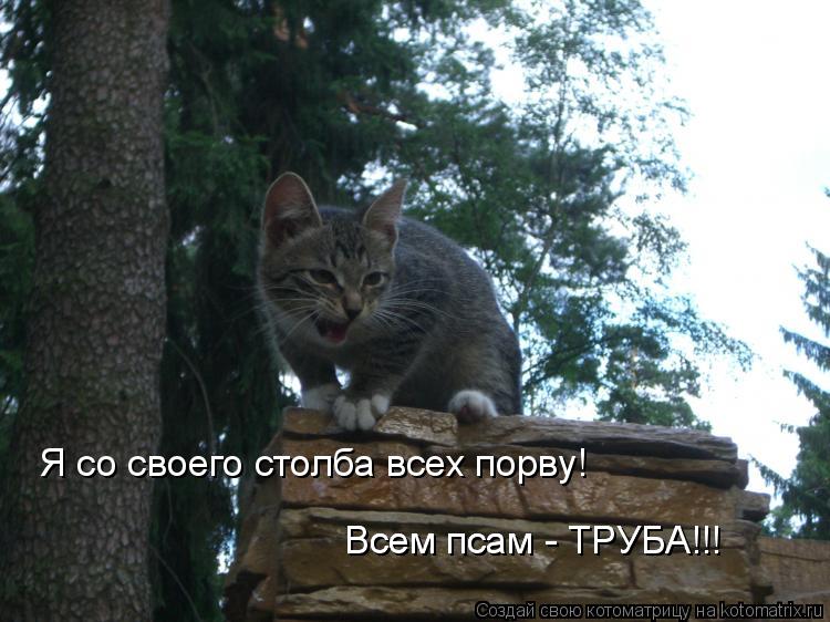 Я со своего столба всех порву! Всем псам - ТРУБА!!! Всем псам - ТРУБА!!!... Котоматрица: Я со своего столба всех порву! Всем псам - ТРУБА!!! Всем псам - ТРУБА!!!