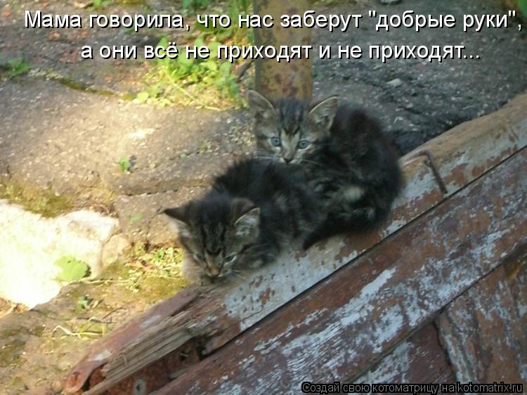 Мама говорила, что нас заберут "добрые руки", а они всё не приходят и не приходят...... Котоматрица: Мама говорила, что нас заберут "добрые руки", а они всё не приходят и не приходят...