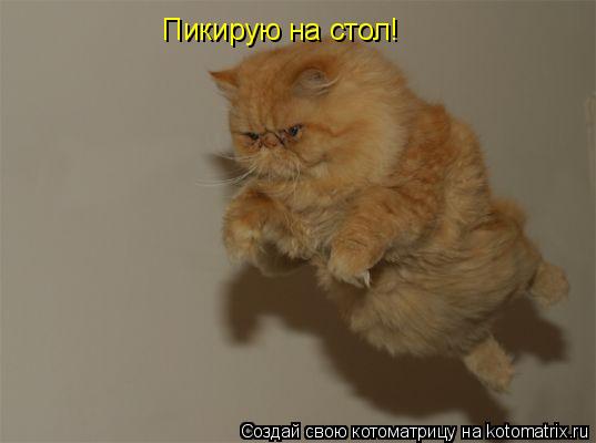 Пикирую на стол!... Котоматрица: Пикирую на стол!