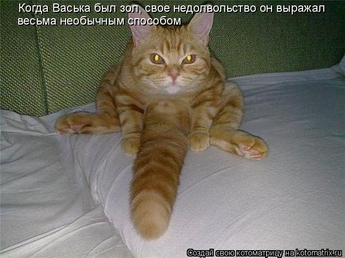 Когда Васька был зол, свое недолвольство он выражал весьма необычным способом... Котоматрица: Когда Васька был зол, свое недолвольство он выражал весьма необычным способом
