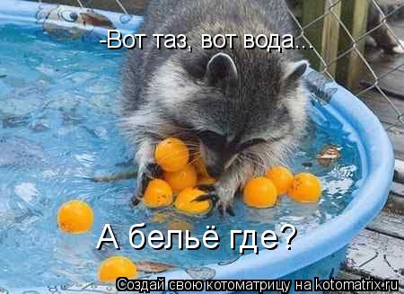 Котоматрица: -Вот таз, вот вода... А бельё где?
