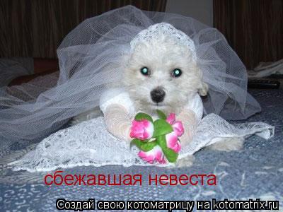 Котоматрица: сбежавшая невеста