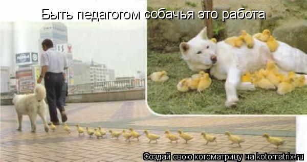 Быть педагогом собачья это работа... Котоматрица: Быть педагогом собачья это работа