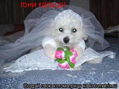 гони кольцо!... Котоматрица: гони кольцо!